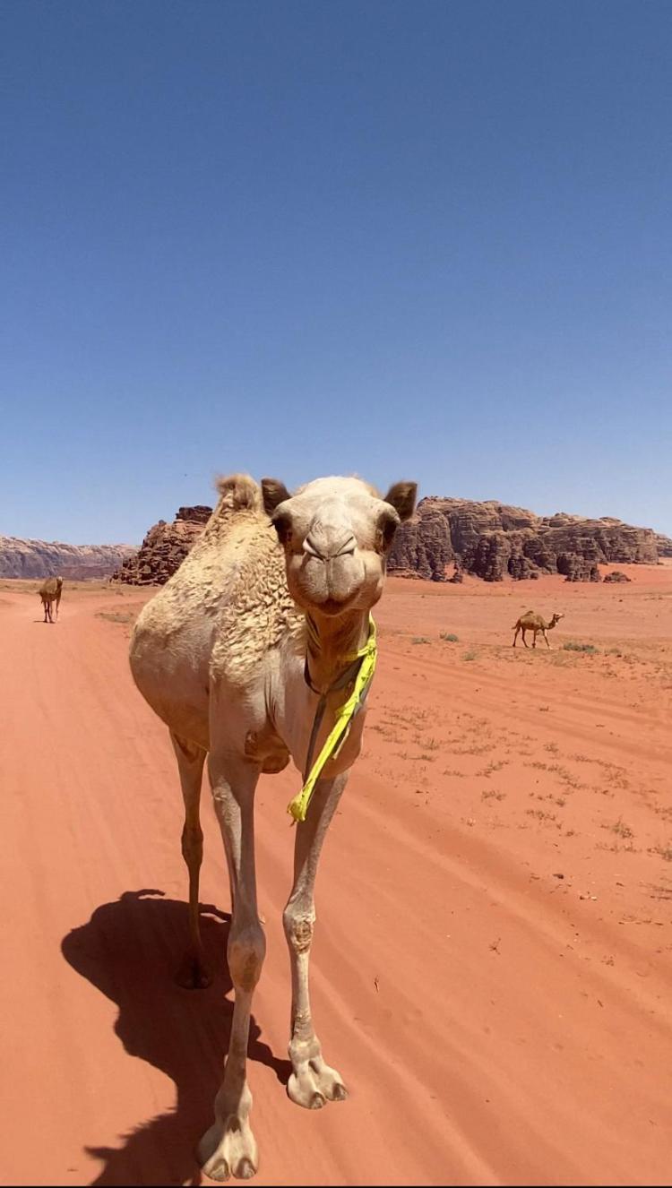 Wadi Rum Bedouin Heart Camp Экстерьер фото