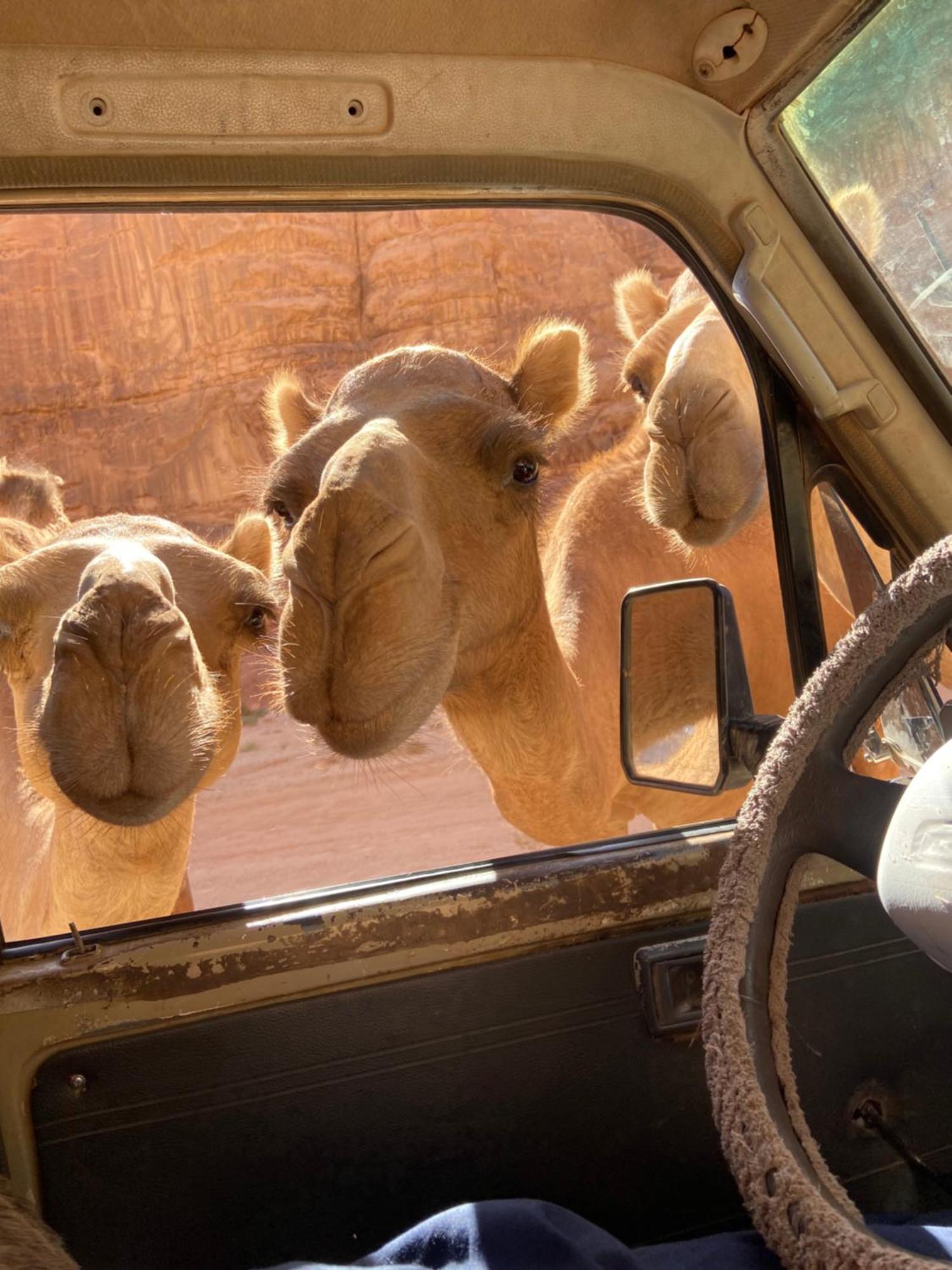 Wadi Rum Bedouin Heart Camp Экстерьер фото